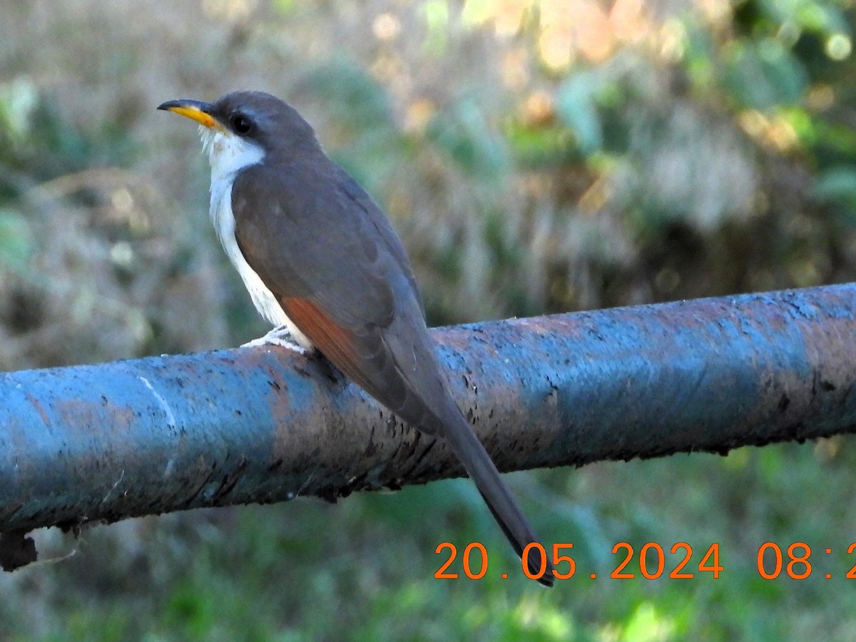 Yellow-billed Cuckoo - ML619350442