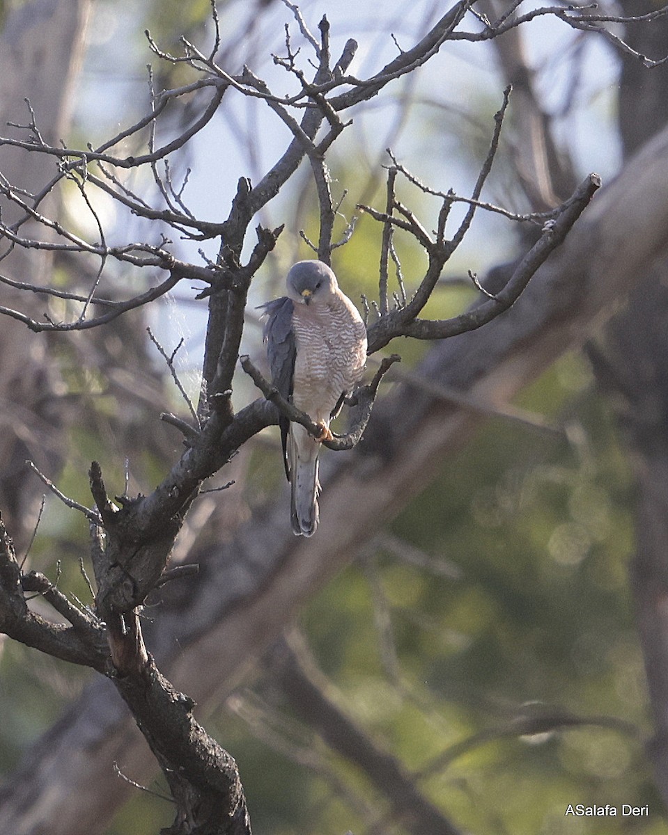 Levant Sparrowhawk - Fanis Theofanopoulos (ASalafa Deri)
