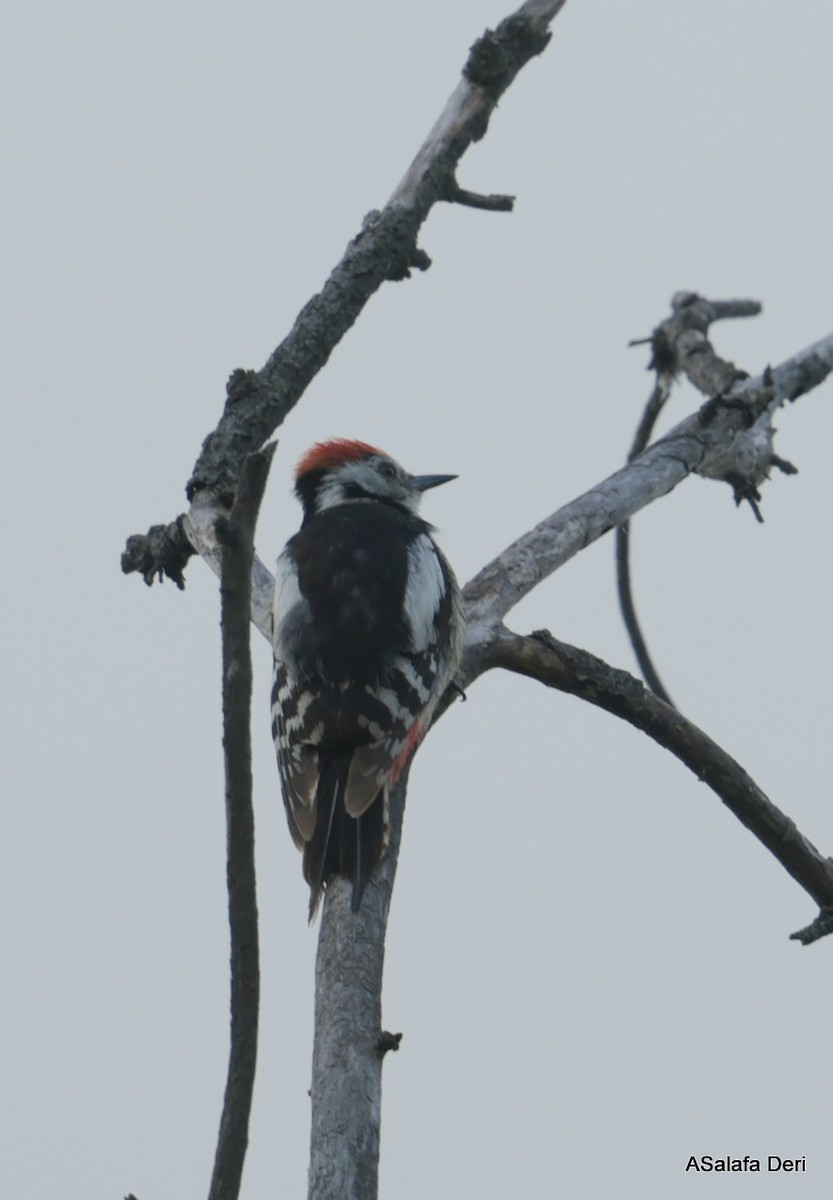 Middle Spotted Woodpecker - Fanis Theofanopoulos (ASalafa Deri)