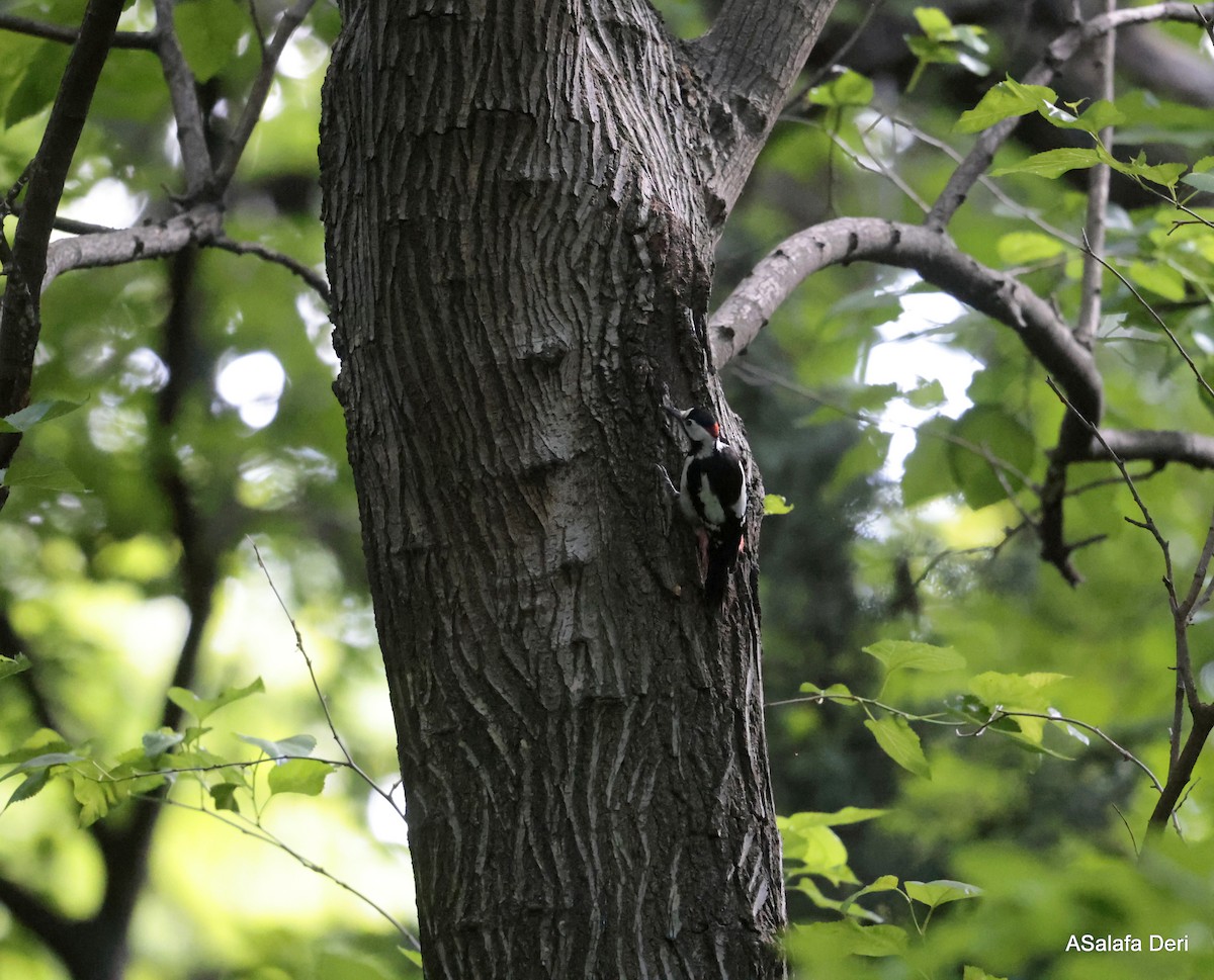 Syrian Woodpecker - Fanis Theofanopoulos (ASalafa Deri)