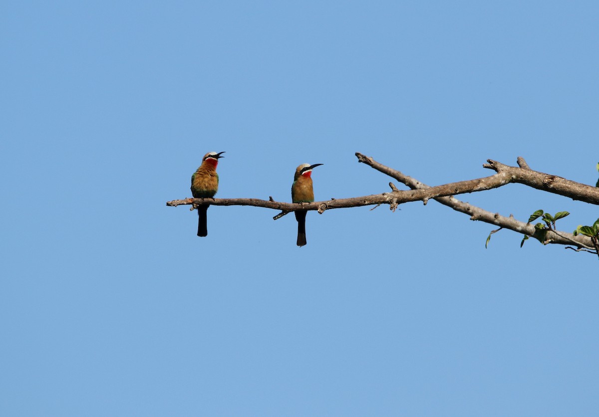 White-fronted Bee-eater - Paul Lenrumé