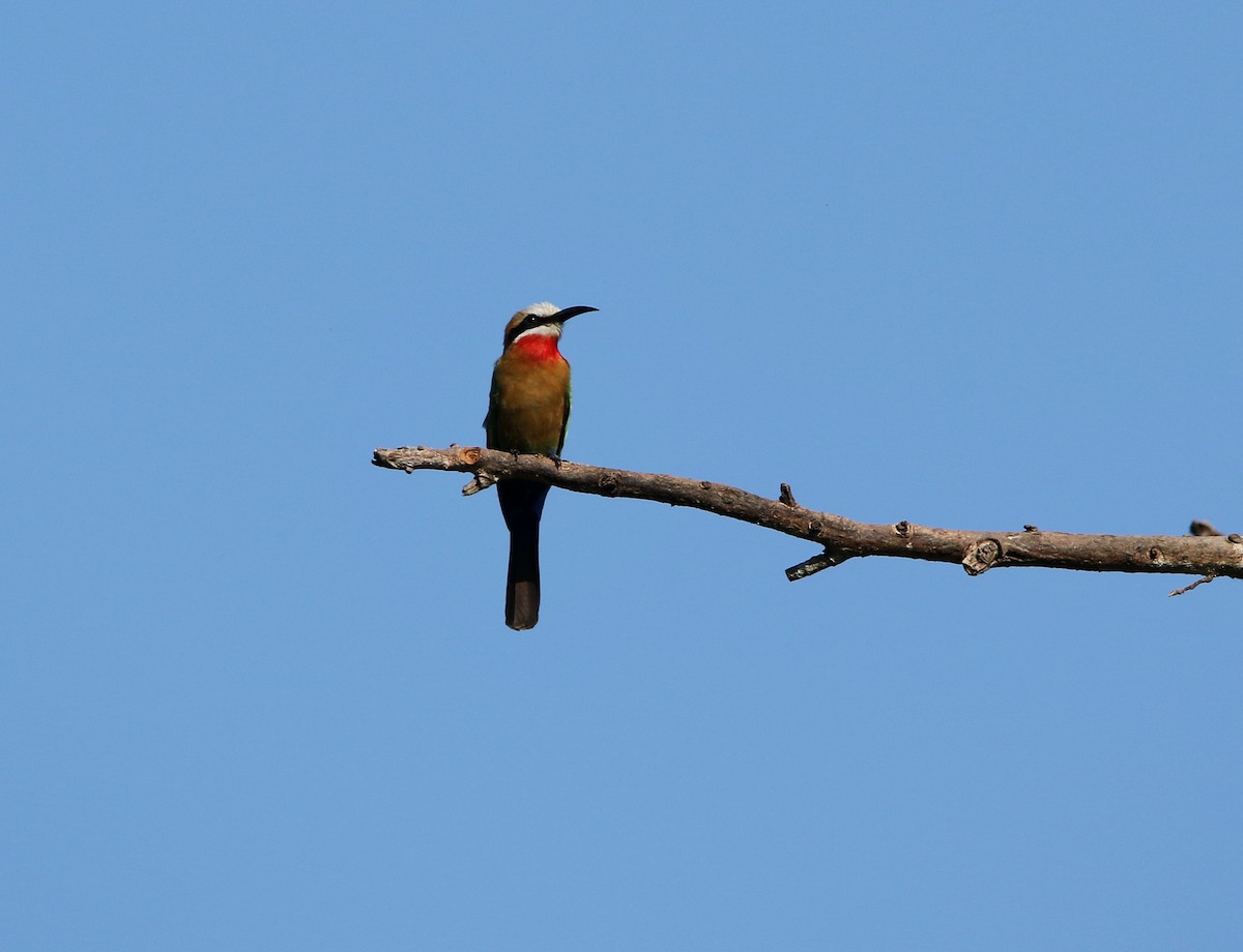 White-fronted Bee-eater - Paul Lenrumé