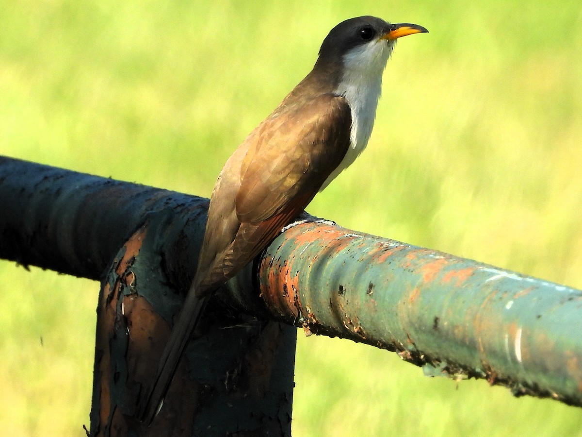 Yellow-billed Cuckoo - ML619350460