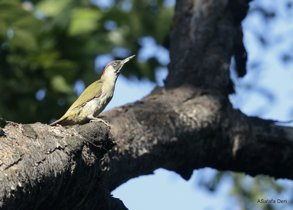 Eurasian Green Woodpecker - Fanis Theofanopoulos (ASalafa Deri)