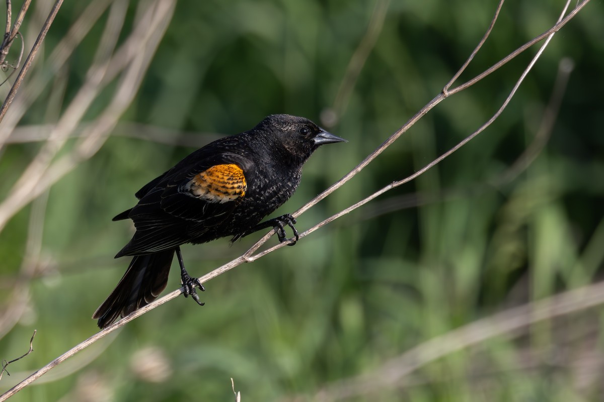 Red-winged Blackbird - ML619350471