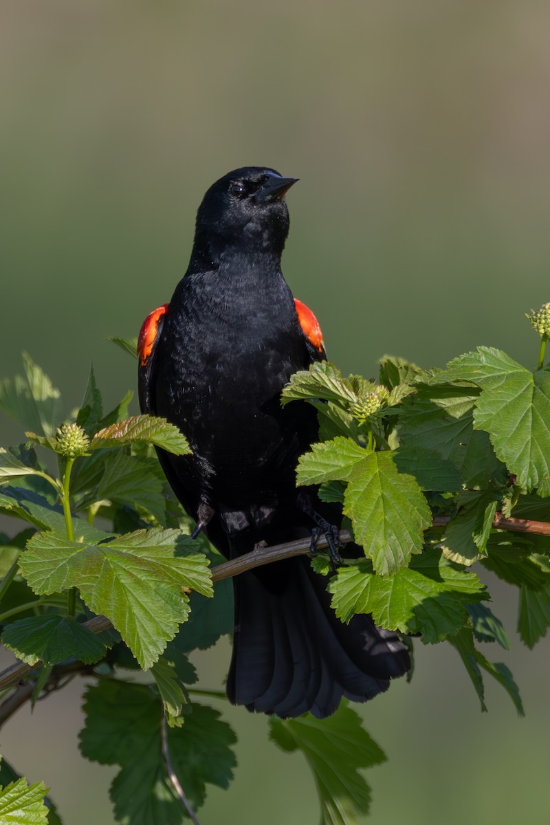 Red-winged Blackbird - Sylvie Martel / Gaétan Giroux