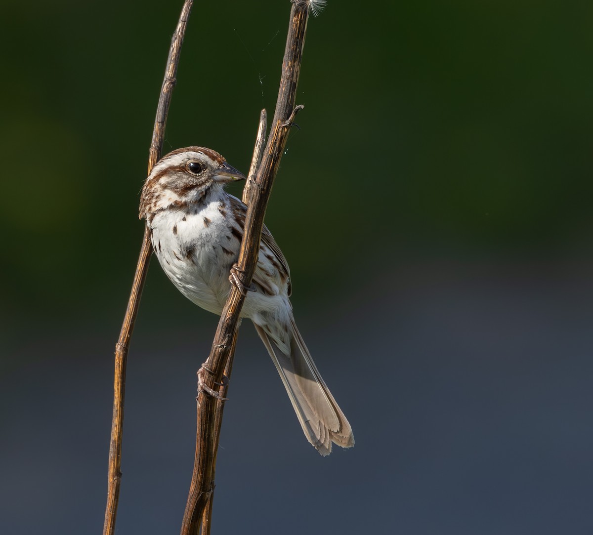 Song Sparrow - ML619350481