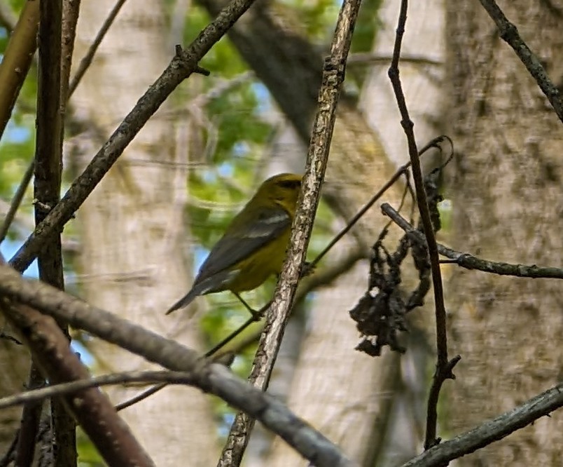 Blue-winged Warbler - Kitty Anderson