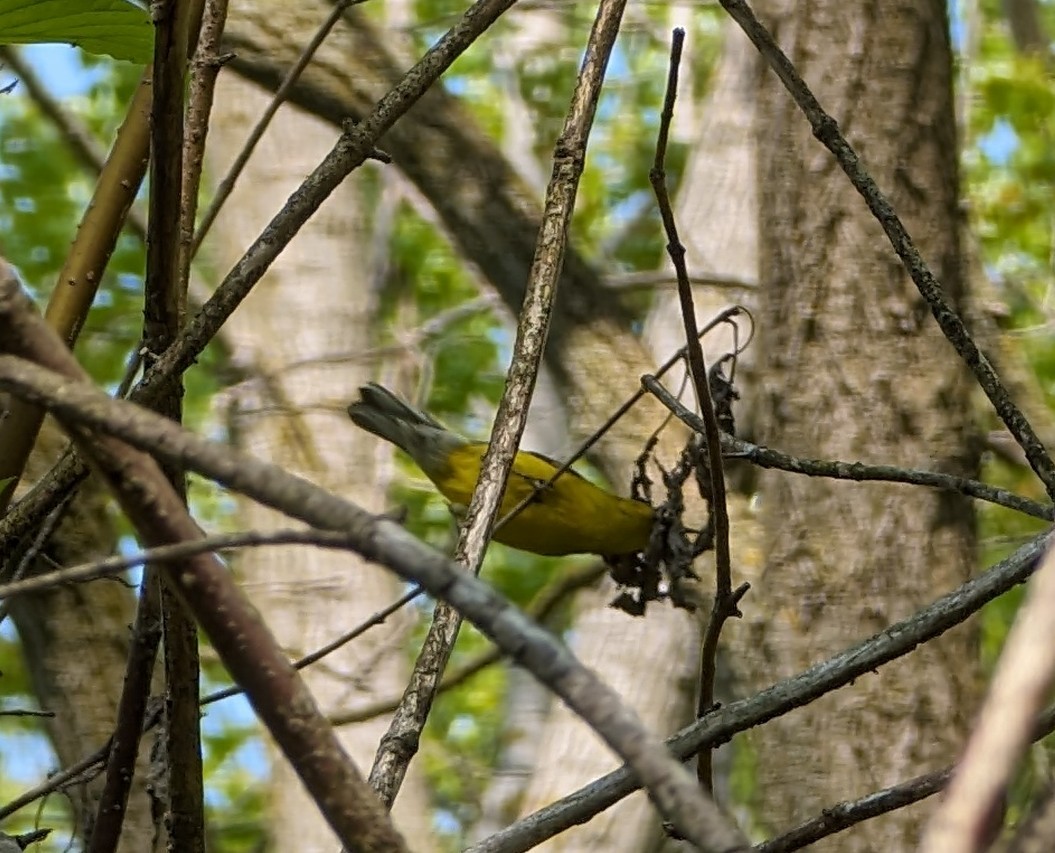 Blue-winged Warbler - Kitty Anderson