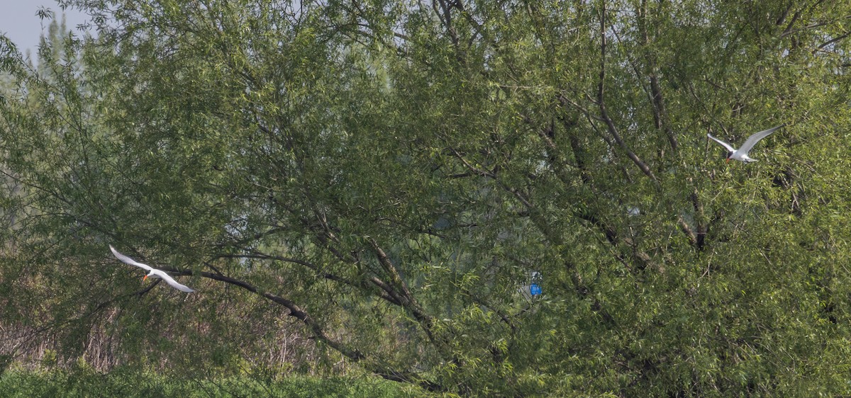 Caspian Tern - Sylvie Martel / Gaétan Giroux