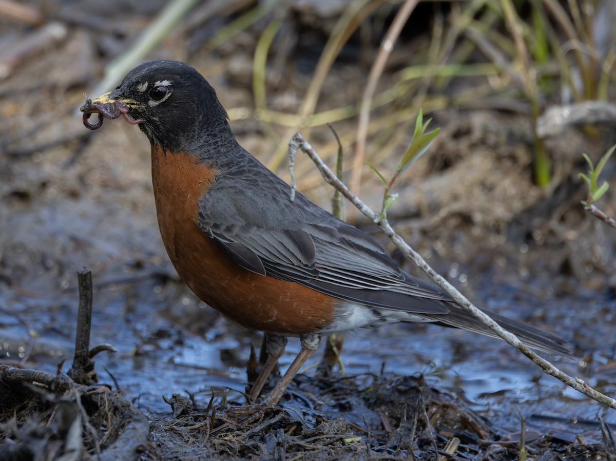 American Robin - Sylvie Martel / Gaétan Giroux