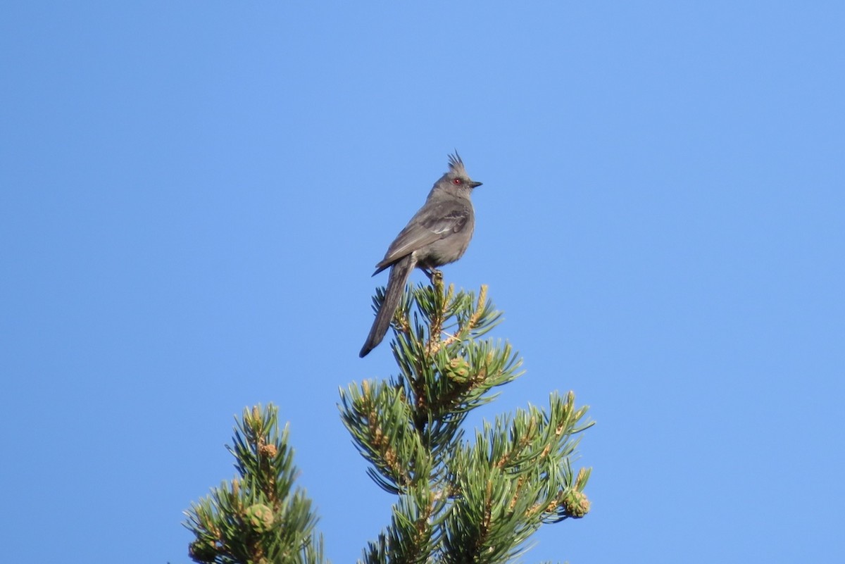 Phainopepla - Christina Vojta