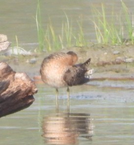 Short-billed Dowitcher - Kitty Anderson
