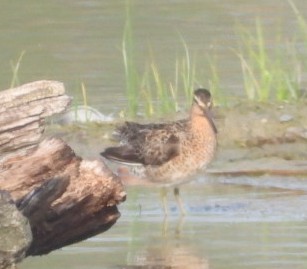 Short-billed Dowitcher - Kitty Anderson