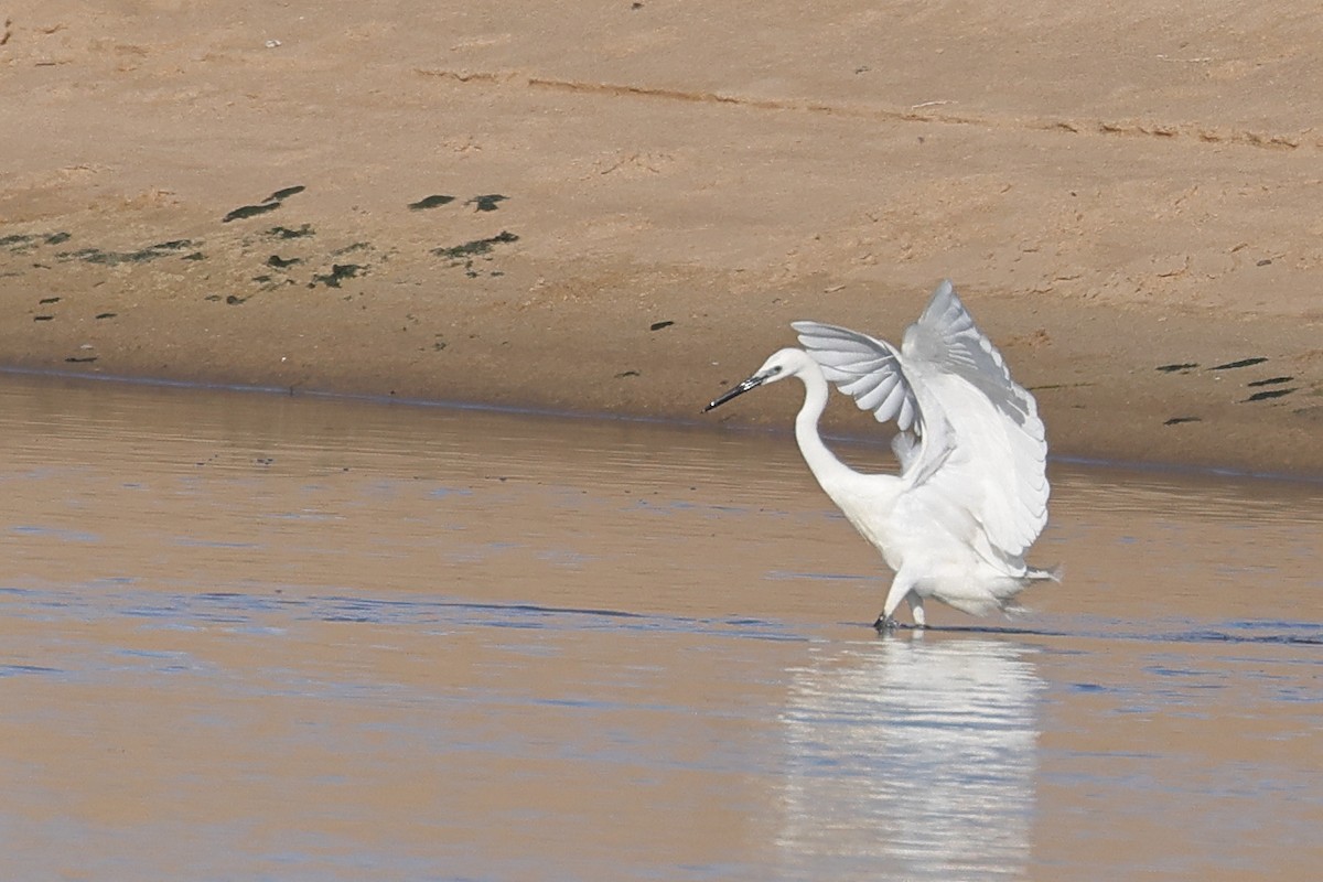 Little Egret - ML619350530