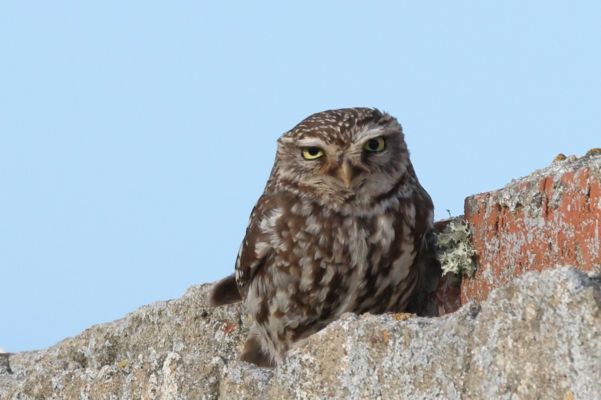 Little Owl - ML619350539