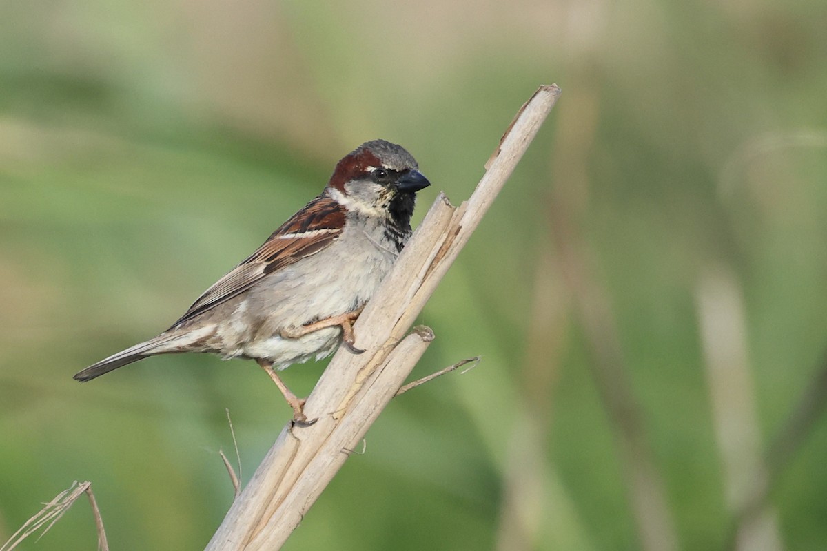 House Sparrow - ML619350546