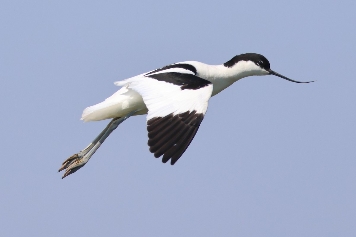 Pied Avocet - Paul Anderson