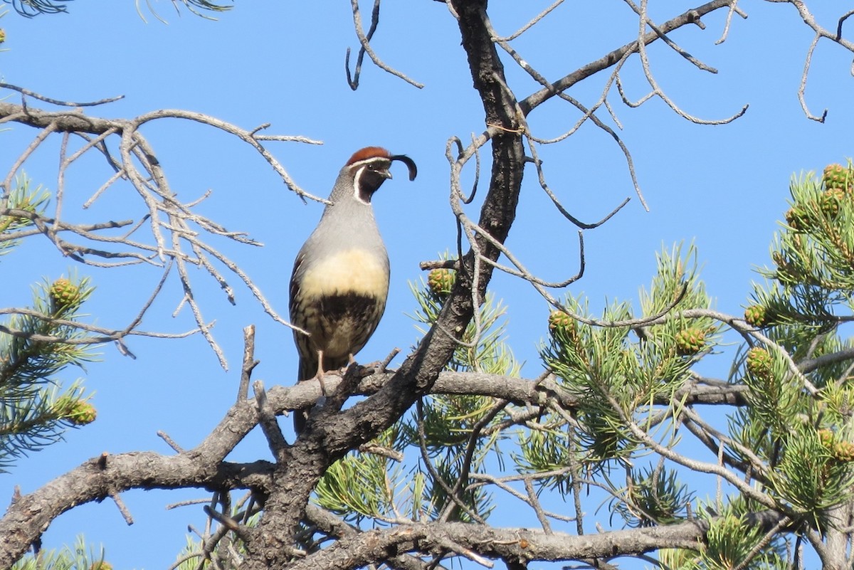 Gambel's Quail - Christina Vojta