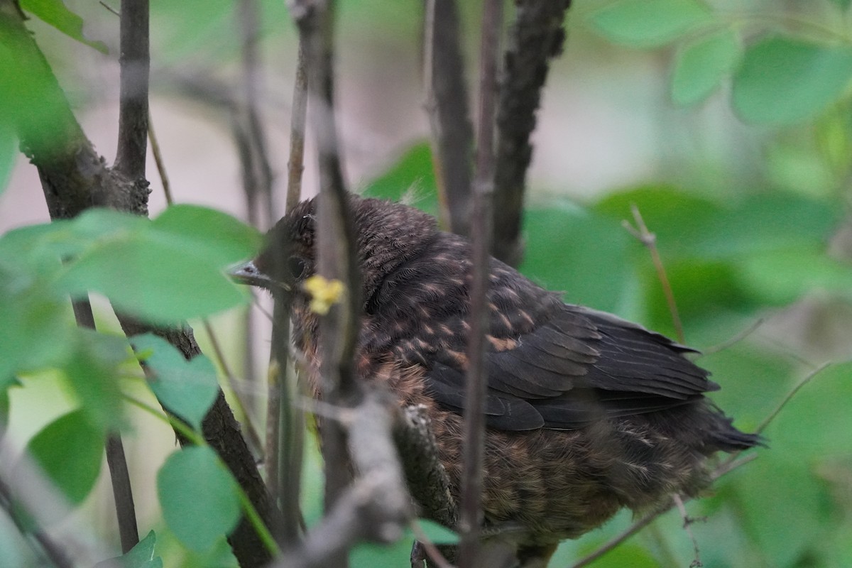 Eurasian Blackbird - ML619350582