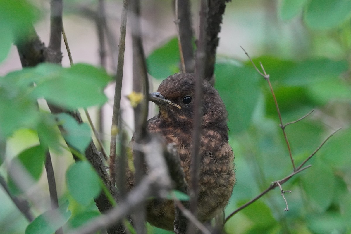 Eurasian Blackbird - ML619350583