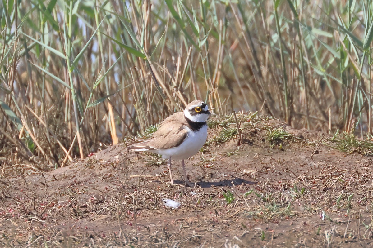 Little Ringed Plover - Paul Anderson