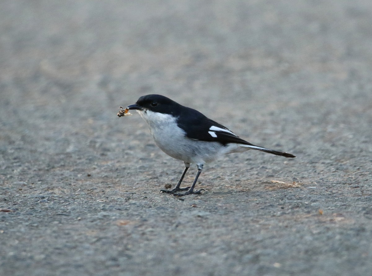 Fiscal Flycatcher - Paul Lenrumé