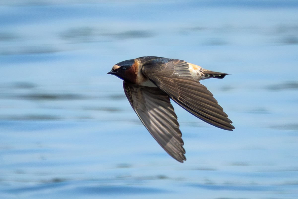 Cliff Swallow - ML619350618