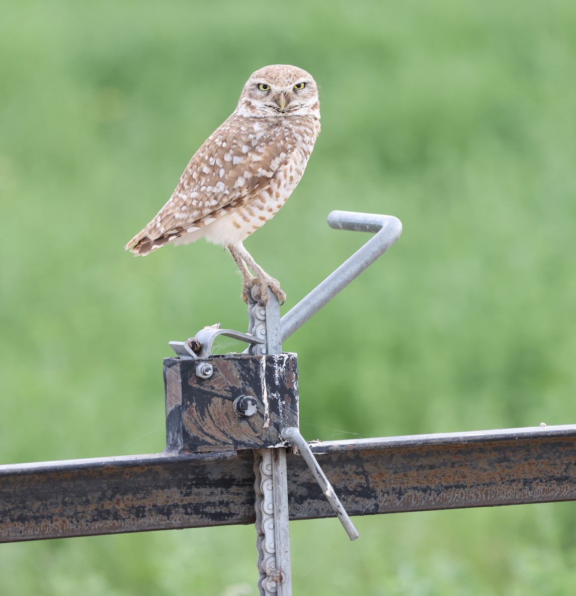 Burrowing Owl - ML619350621