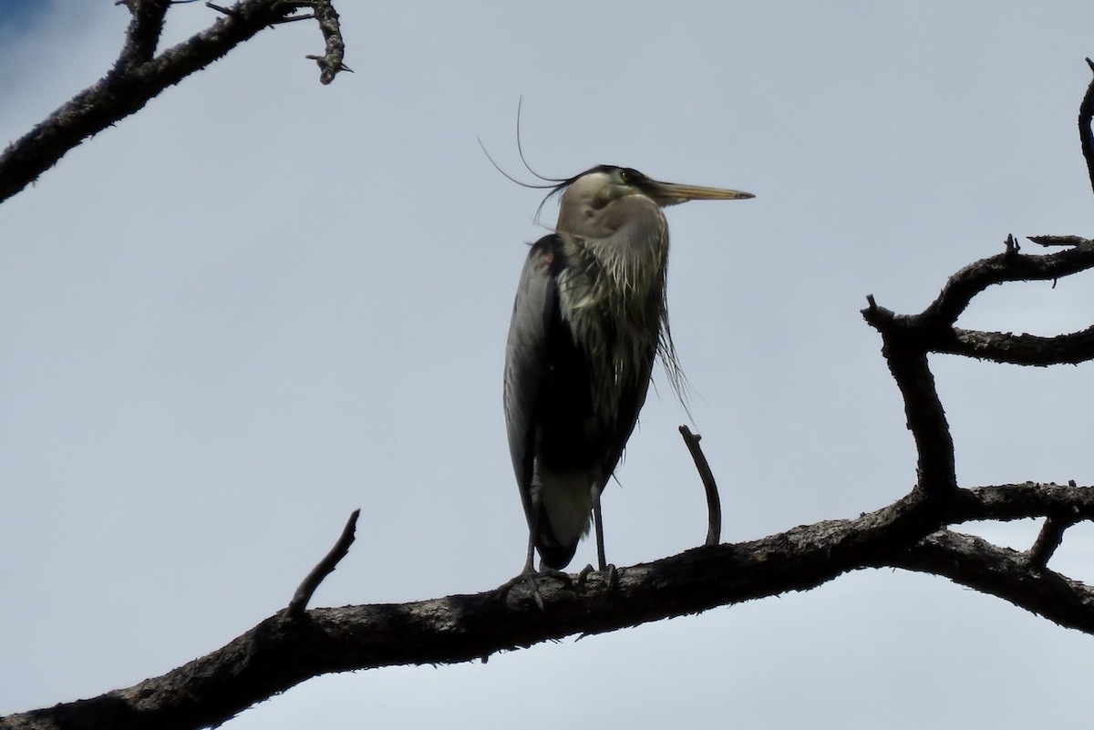 Great Blue Heron - ML619350623