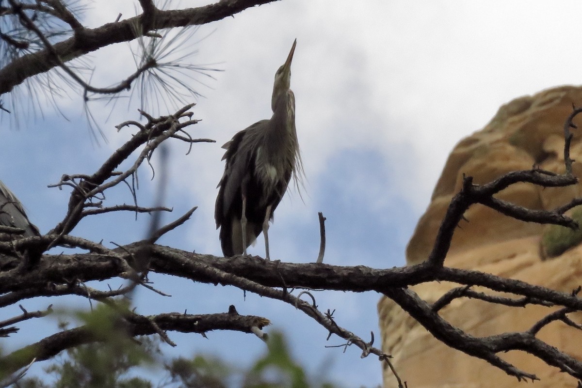 Garza Azulada - ML619350624