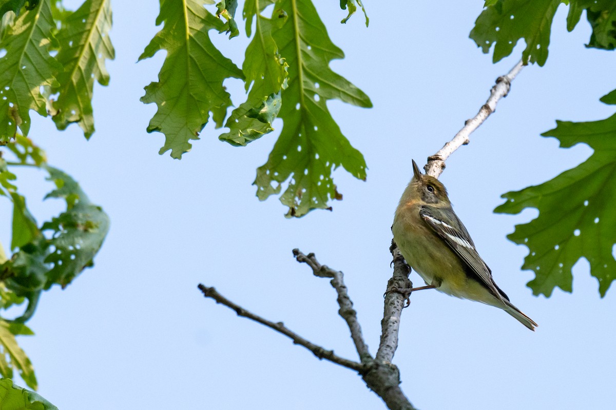 Bay-breasted Warbler - Jobi Cates