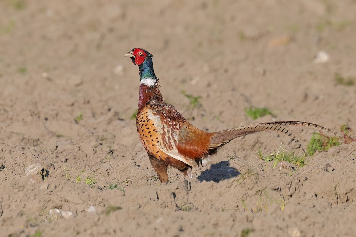 Ring-necked Pheasant - Fang-Shuo Hu