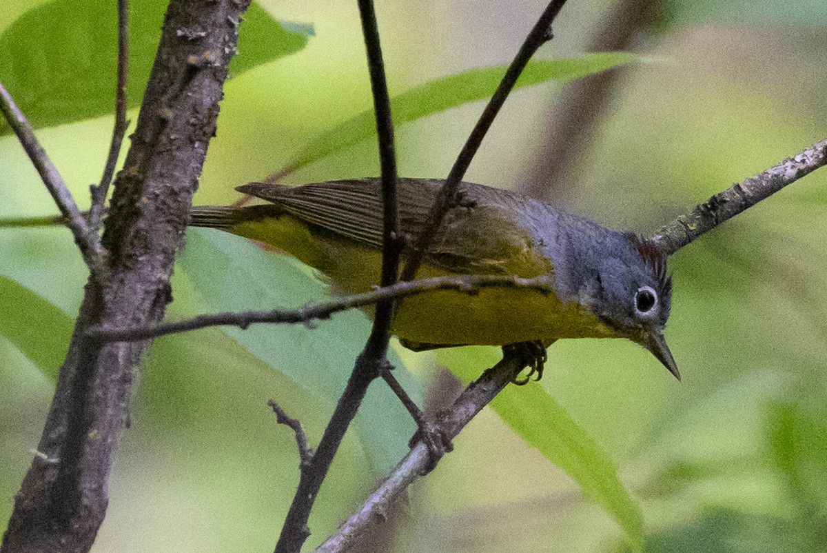 Nashville Warbler - ML619350649