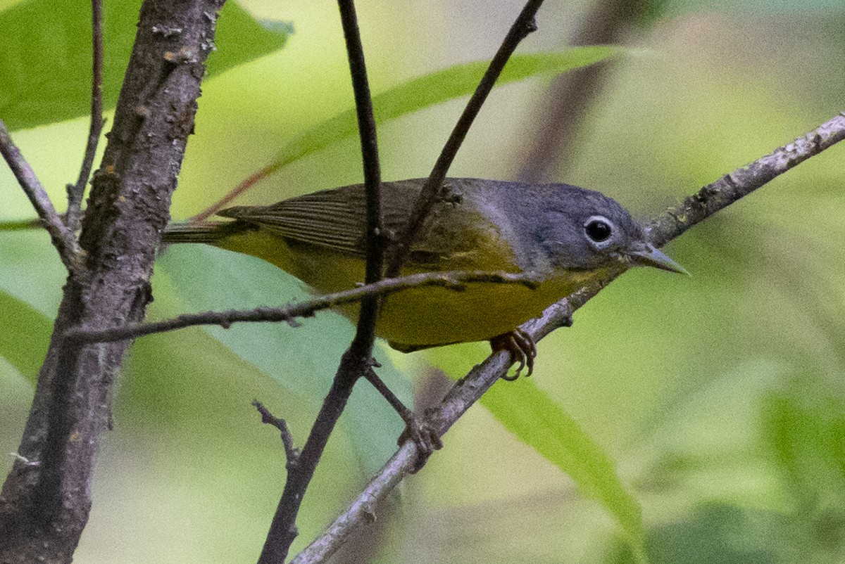 Nashville Warbler - John Reynolds