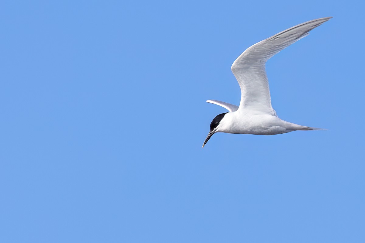 Sandwich Tern - Fang-Shuo Hu