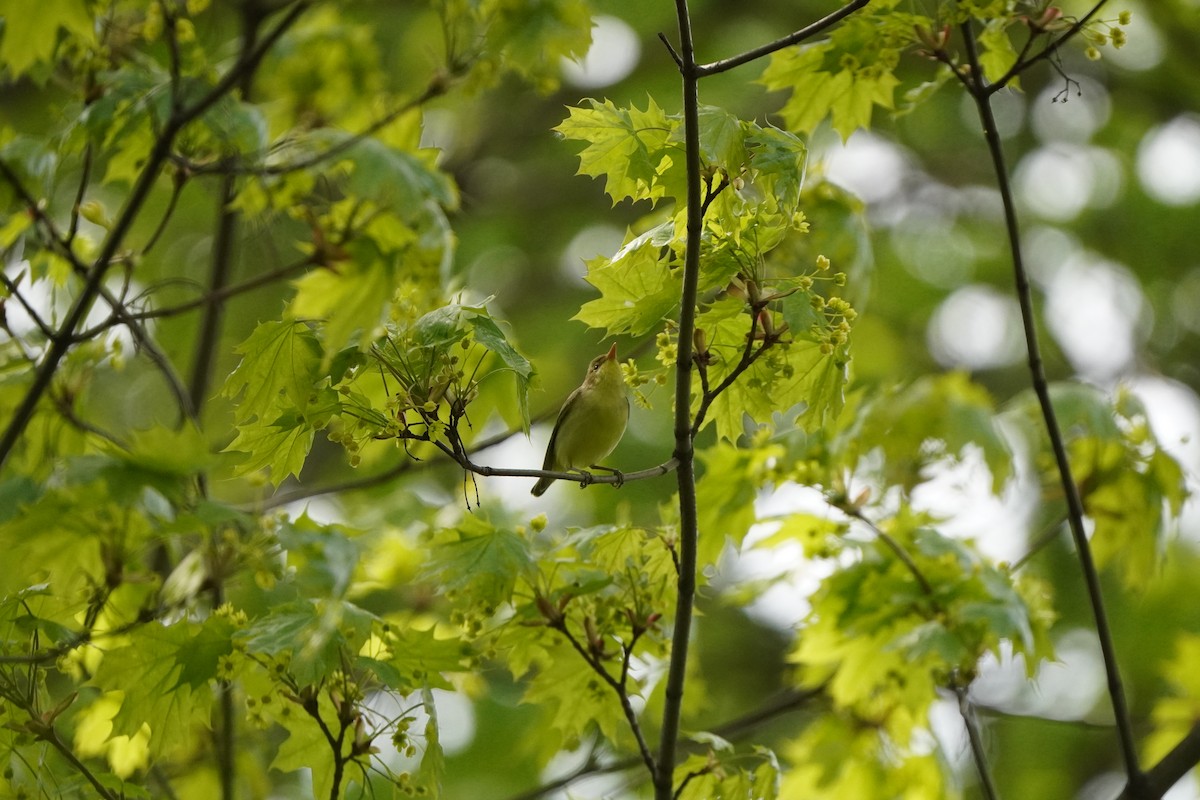 Eurasian Blue Tit - ML619350659