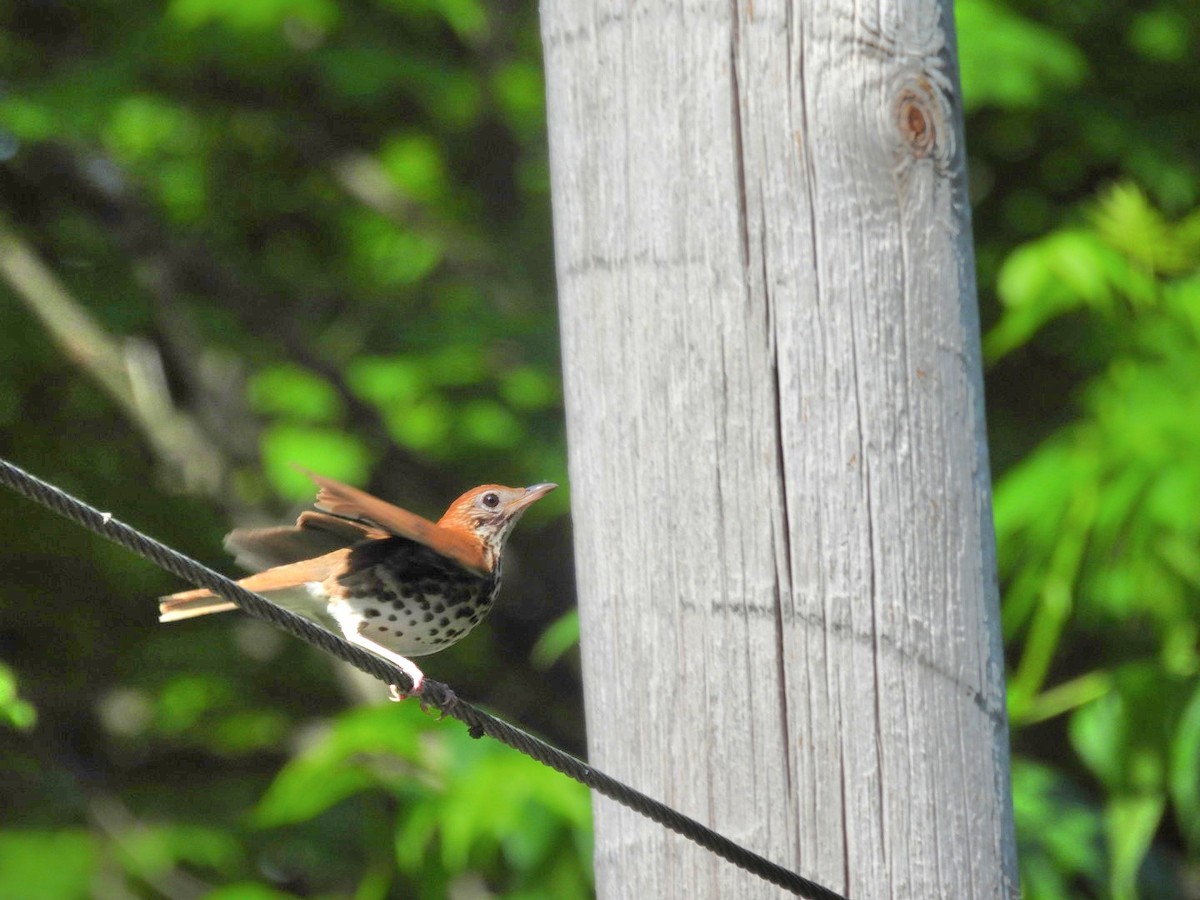 Wood Thrush - ML619350664