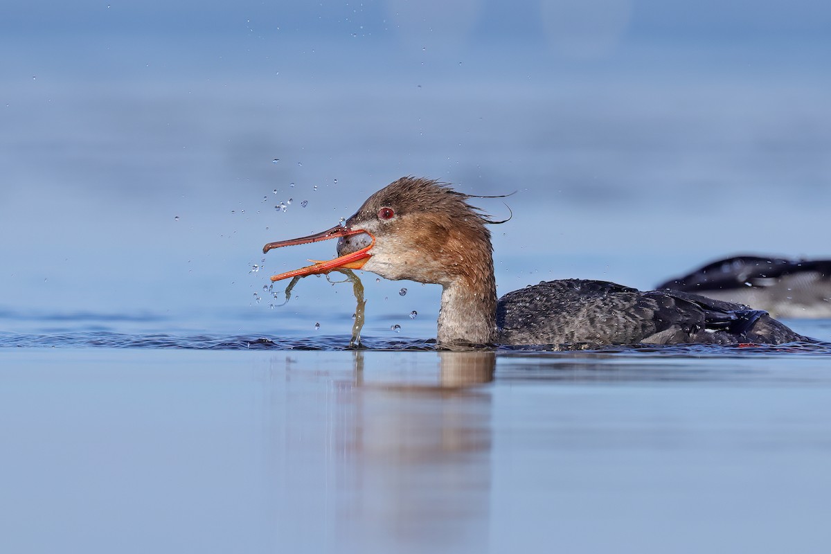 Red-breasted Merganser - Fang-Shuo Hu