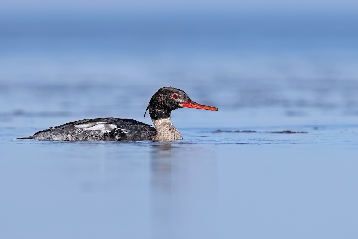 Red-breasted Merganser - Fang-Shuo Hu