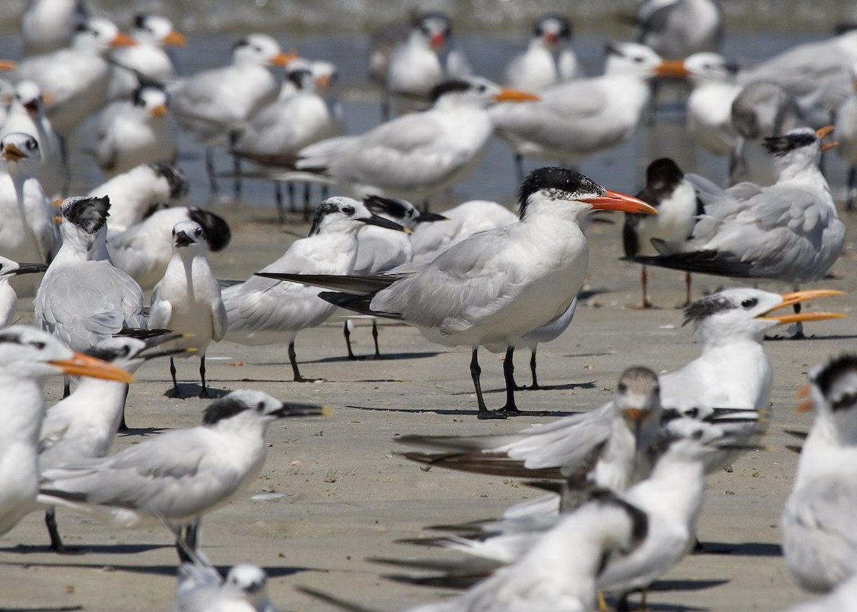 Caspian Tern - Rachel Holzman