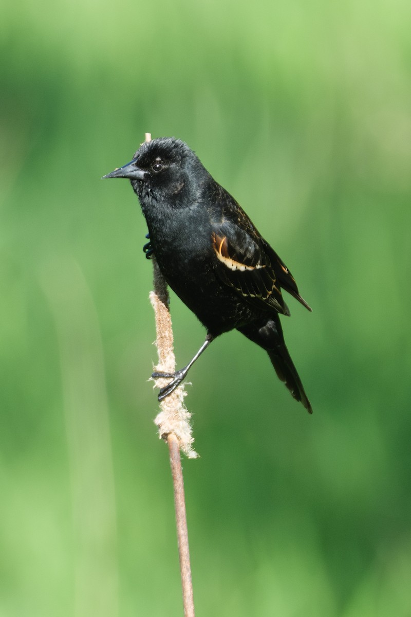 Red-winged Blackbird - Michael Grundmann