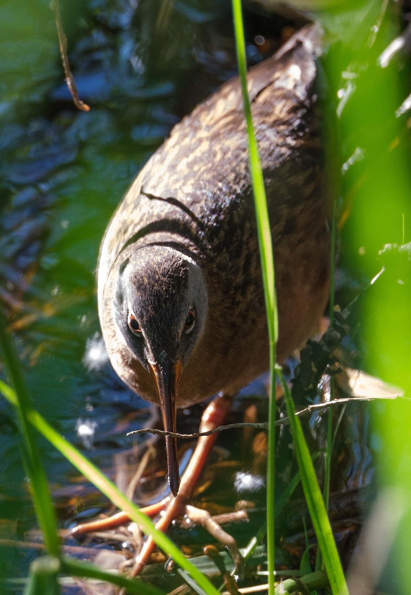 Virginia Rail - Michael Grundmann