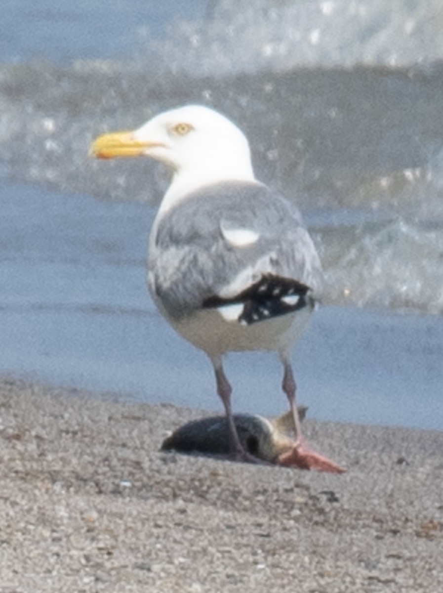 Gaviota Argéntea - ML619350694