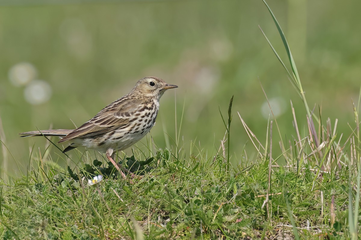 Meadow Pipit - Fang-Shuo Hu