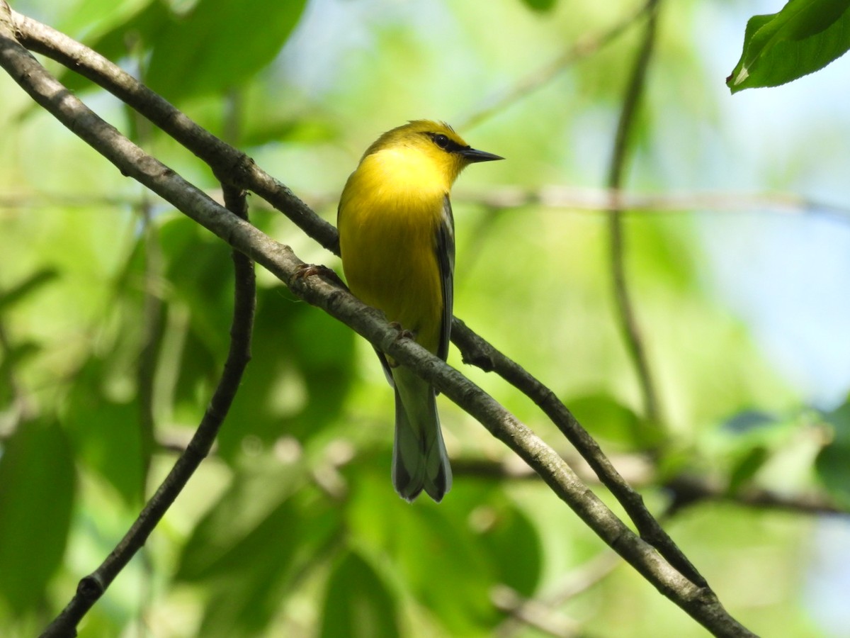 Blue-winged Warbler - Sam Reitenour