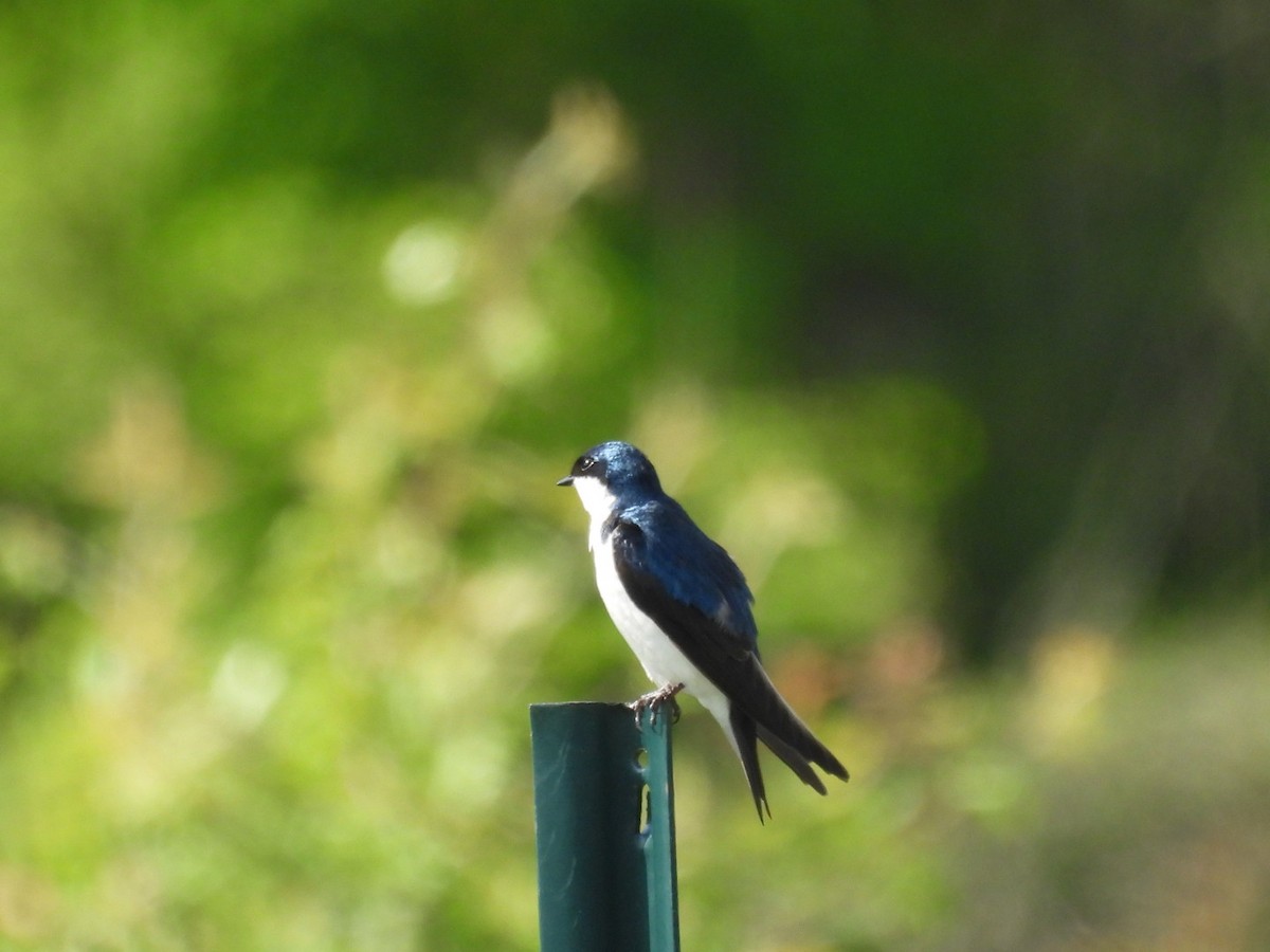 Tree Swallow - ML619350712