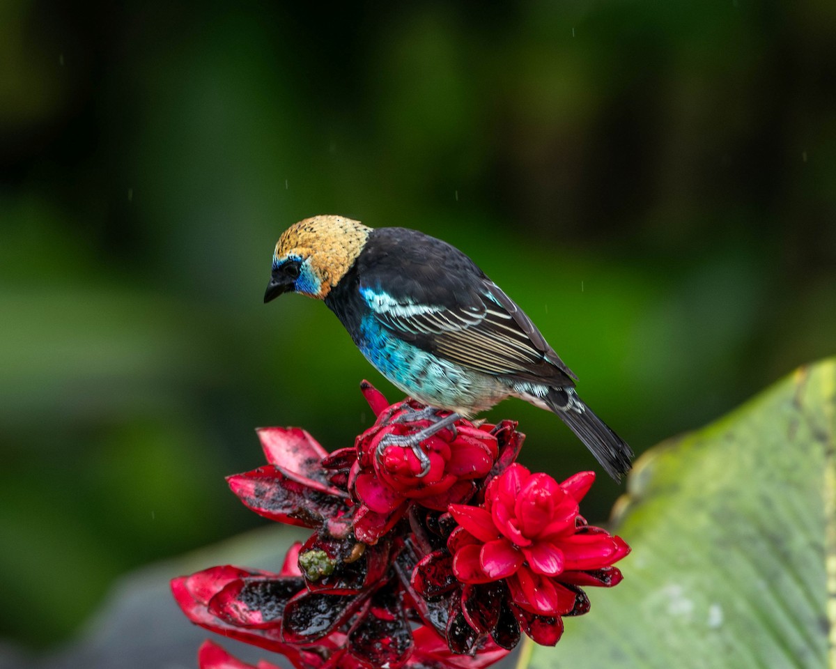 Golden-hooded Tanager - Rich and Lynne Glassford