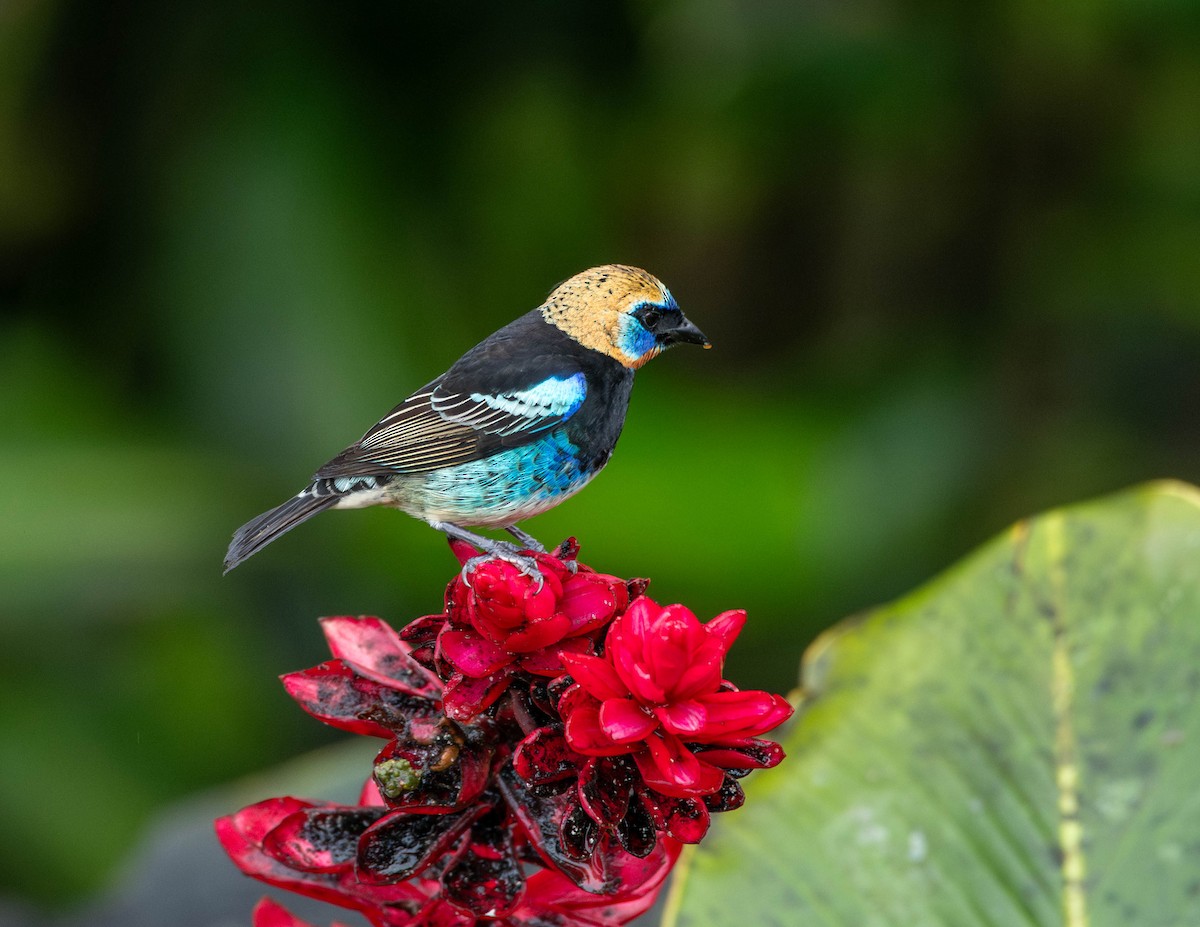 Golden-hooded Tanager - Rich and Lynne Glassford