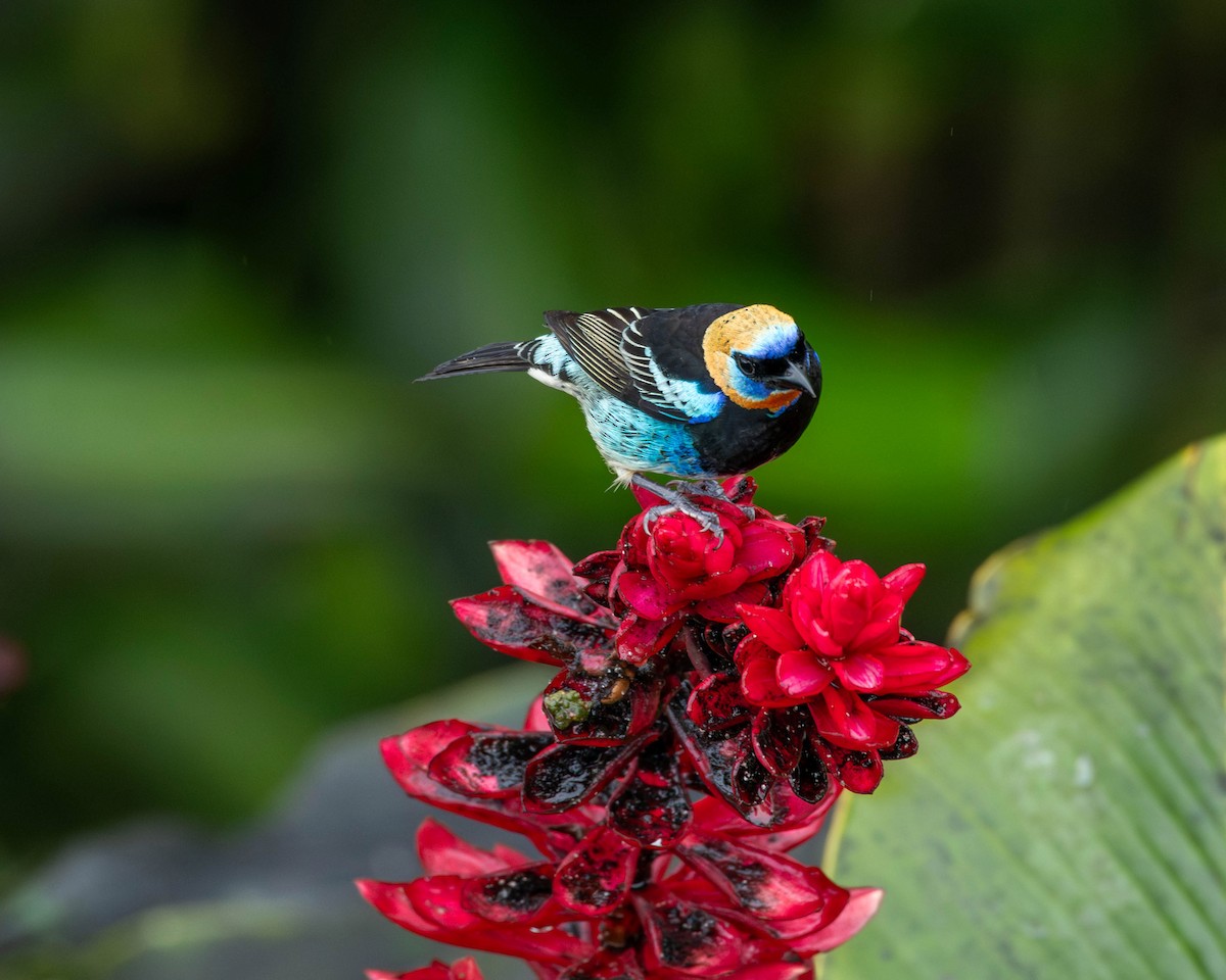 Golden-hooded Tanager - Rich and Lynne Glassford